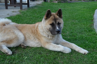 American akita